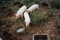 20011025 LE BOSQUET Karen H 22